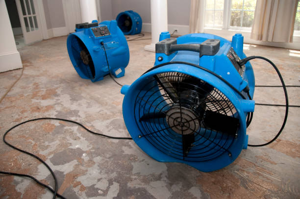 Best Mold removal after water damage  in Dolgeville, NY